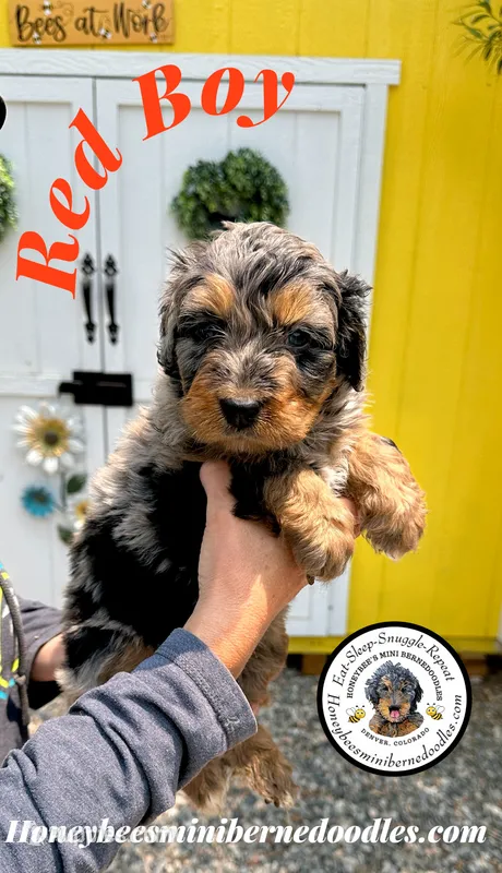 Willow’s Red Boy  – Miniature Bernedoodle puppy for sale in Brighton, CO