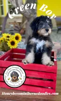 Green Boy (Willow’s), a male Bernedoodle for sale in Brighton, CO – 5 of 10