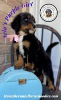 Aela’s Purple Girl , a female Miniature Bernedoodle for sale in Brighton, CO – 10 of 10