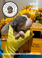 Aela’s Peach Girl , a female Miniature Bernedoodle for sale in Brighton, CO – 3 of 6