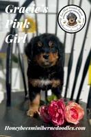 Gracie’s Pink Girl, a female Bernedoodle for sale in Brighton, CO – Photo 6 of 10