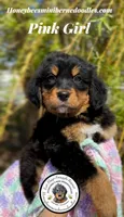 Gracie’s Pink Girl, a female Bernedoodle for sale in Brighton, CO – Photo 1 of 10