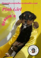 Gracie’s Pink Girl, a female Bernedoodle for sale in Brighton, CO – Photo 5 of 8