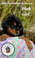 Gracie’s Pink Girl, a female Bernedoodle for sale in Brighton, CO – Photo 4 of 10