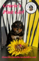 Gracie’s Pink Girl, a female Bernedoodle for sale in Brighton, CO – Photo 9 of 10