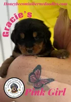 Gracie’s Pink Girl, a female Bernedoodle for sale in Brighton, CO – Photo 2 of 8