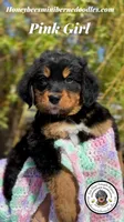 Gracie’s Pink Girl, a female Bernedoodle for sale in Brighton, CO – Photo 2 of 10