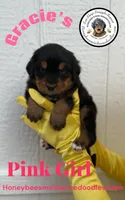 Gracie’s Pink Girl, a female Bernedoodle for sale in Brighton, CO – Photo 1 of 8