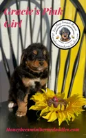 Gracie’s Pink Girl, a female Bernedoodle for sale in Brighton, CO – Photo 8 of 10