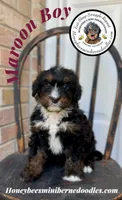 Maroon Boy (Aela’s), a male Bernedoodle for sale in Brighton, CO – 3 of 8