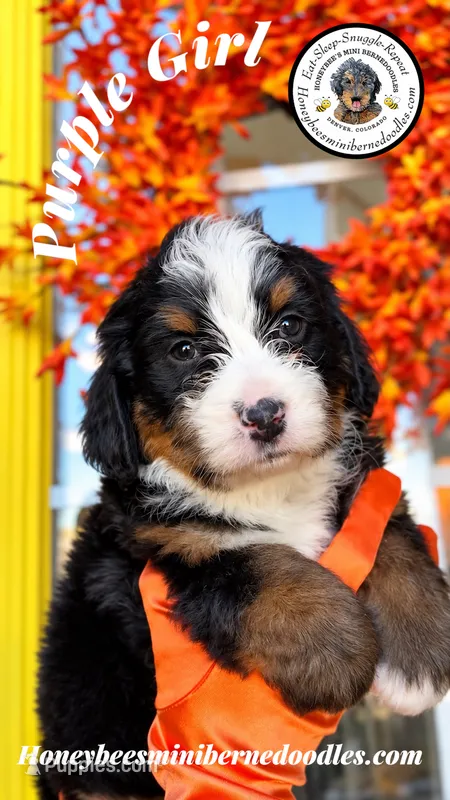 Juni’s Purple Girl  – Miniature Bernedoodle puppy for sale in Brighton, CO