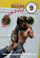 Magenta Girl (Willow’s), a female Bernedoodle for sale in Brighton, CO – 5 of 6