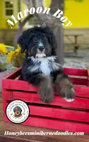 Maroon Boy (Aela’s), a male Bernedoodle for sale in Brighton, CO – 4 of 10