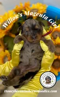 Willow’s Magenta Girl , a female Miniature Bernedoodle for sale in Brighton, CO – 4 of 6