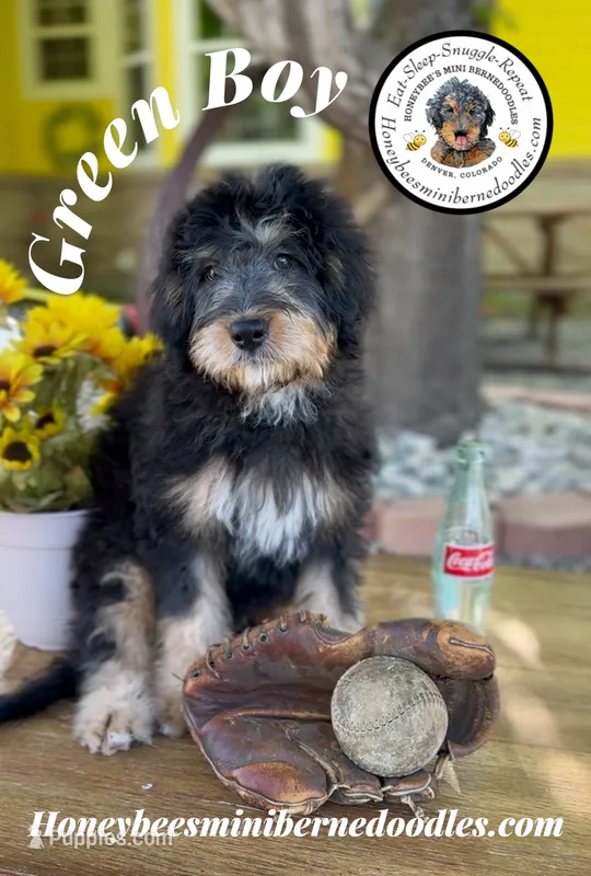 Green Boy (Willow’s) – Bernedoodle puppy for sale in Brighton, CO