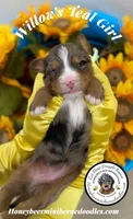 Willow’s Teal Girl , a female Miniature Bernedoodle for sale in Brighton, CO – 3 of 5