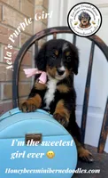Aela’s Purple Girl , a female Miniature Bernedoodle for sale in Brighton, CO – 1 of 10