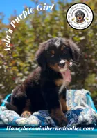 Aela’s Purple Girl , a female Miniature Bernedoodle for sale in Brighton, CO – 6 of 10