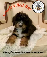Red Boy, a male Miniature Bernedoodle for sale in Brighton, CO – 1 of 9