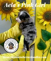 Pink Girl (Aela’s), a female Bernedoodle for sale in Brighton, CO – 9 of 9