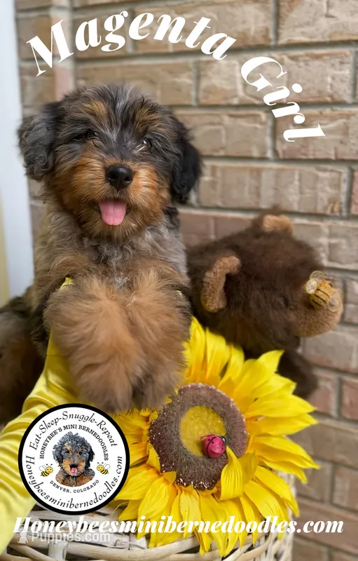 Magenta Girl (Willow’s) – Bernedoodle puppy for sale in Brighton, CO