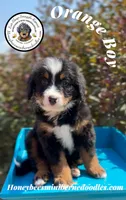 Orange Boy (Aela’s), a male Bernedoodle for sale in Brighton, CO – 4 of 10