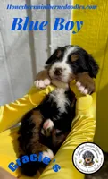 Gracie’s Blue Boy, a male Miniature Bernedoodle for sale in Brighton, CO – Photo 5 of 9