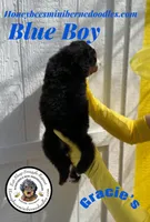 Gracie’s Blue Boy, a male Miniature Bernedoodle for sale in Brighton, CO – Photo 6 of 9