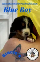 Gracie’s Blue Boy, a male Miniature Bernedoodle for sale in Brighton, CO – Photo 4 of 9