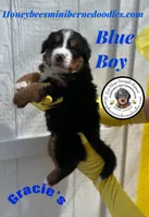 Gracie’s Blue Boy, a male Miniature Bernedoodle for sale in Brighton, CO – Photo 2 of 9