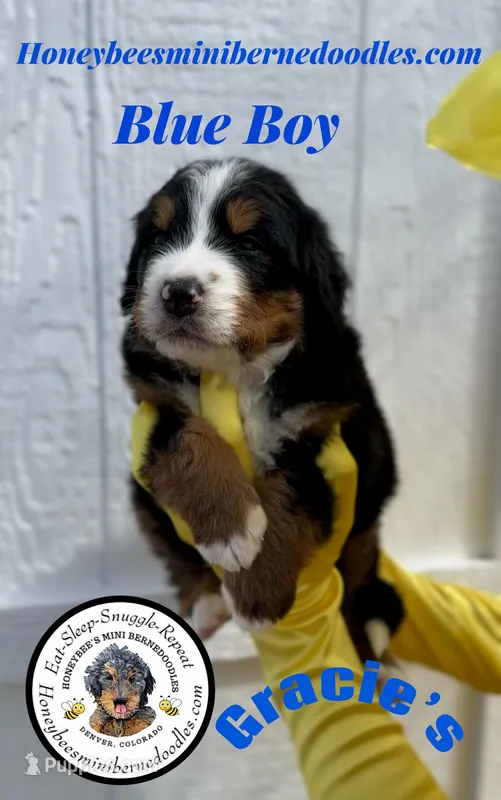 Gracie’s Blue Boy – Miniature Bernedoodle puppy on hold in Brighton, CO