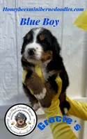 Gracie’s Blue Boy, a male Miniature Bernedoodle for sale in Brighton, CO – Photo 1 of 9