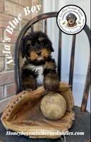 Aela’s Blue Boy, a male Miniature Bernedoodle for sale in Brighton, CO – 4 of 10