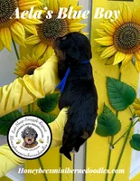 Blue Boy (Aela’s), a male Bernedoodle for sale in Brighton, CO – 7 of 8