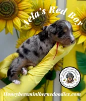 Red Boy (Aela’s), a male Bernedoodle for sale in Brighton, CO – 8 of 8