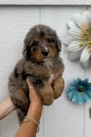 Gray Boy (Aela’s), a male Bernedoodle for sale in Brighton, CO – 5 of 6