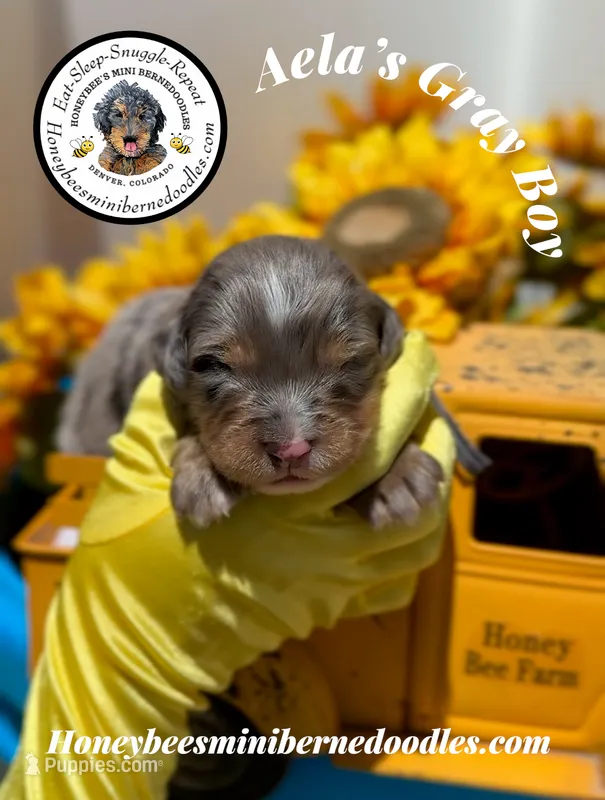 Aela’s Gray Boy – Miniature Bernedoodle puppy for sale in Brighton, CO