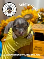 Aela’s Gray Boy, a male Miniature Bernedoodle for sale in Brighton, CO – 1 of 5