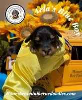 Aela’s Blue Boy, a male Miniature Bernedoodle for sale in Brighton, CO – 3 of 5