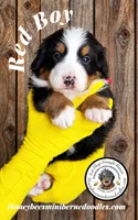 Juni’s Red Boy, a male Miniature Bernedoodle for sale in Brighton, CO – 5 of 9