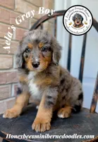Aela’s Gray Boy, a male Miniature Bernedoodle for sale in Brighton, CO – 5 of 10