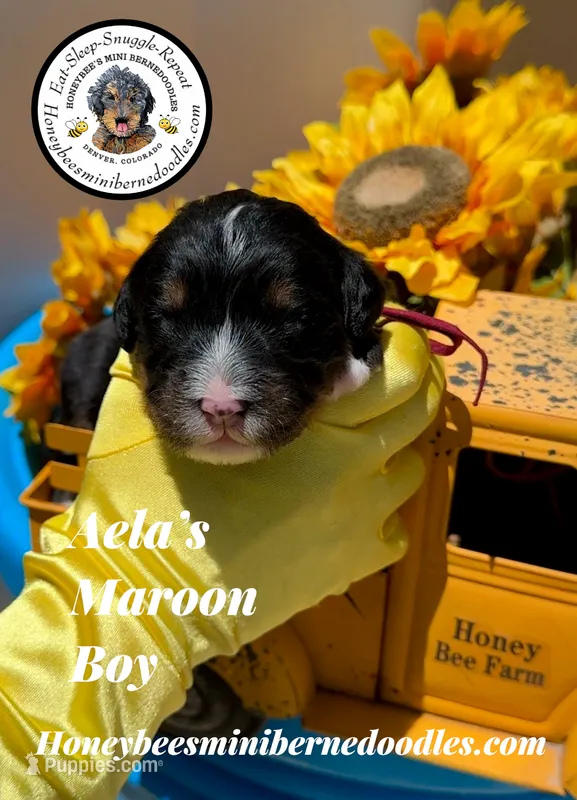 Aela’s Maroon Boy – Miniature Bernedoodle puppy for sale in Brighton, CO