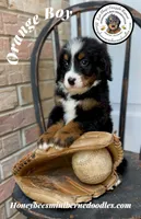 Orange Boy (Aela’s), a male Bernedoodle for sale in Brighton, CO – 6 of 10