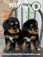 Willow’s Green Boy , a male Miniature Bernedoodle for sale in Brighton, CO – 5 of 10