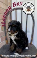 Maroon Boy (Aela’s), a male Bernedoodle for sale in Brighton, CO – 2 of 8