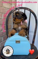 Willow’s Magenta Girl , a female Miniature Bernedoodle for sale in Brighton, CO – 7 of 10