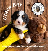 Juni’s Green Boy , a male Miniature Bernedoodle for sale in Brighton, CO – 3 of 10