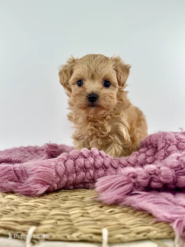 Delila – Maltipoo puppy for sale in Dallas, TX