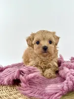 Delila, a female Maltipoo for sale in Dallas, TX – 3 of 3