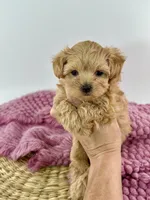 Delila, a female Maltipoo for sale in Dallas, TX – 2 of 3